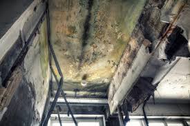 Best Attic Mold Removal in Walford, IA